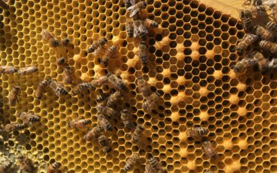Manuka Honig – Der wirkungsvollste Honig der Welt