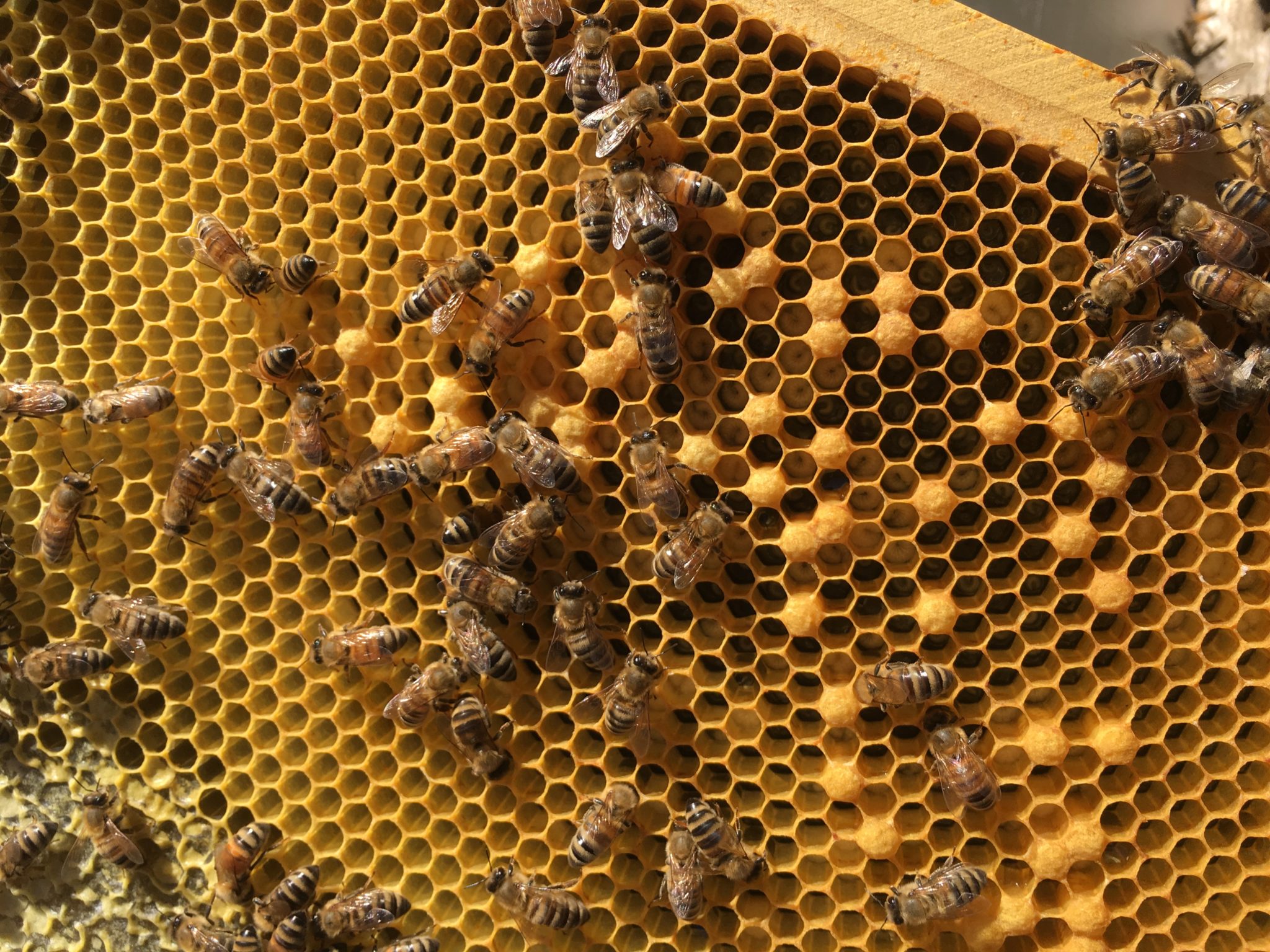 Manuka Honig – Der wirkungsvollste Honig der Welt
