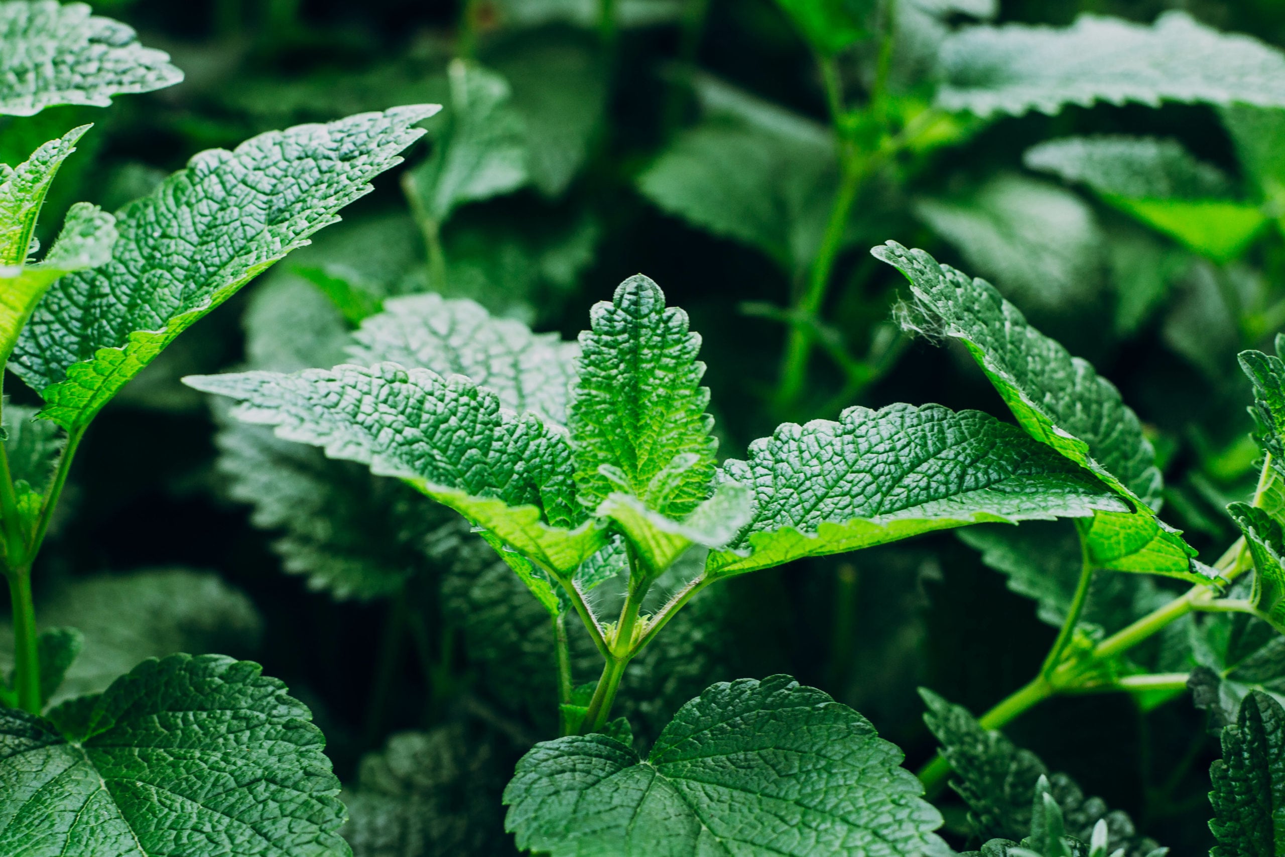 Green Mint Plant Grow Background.